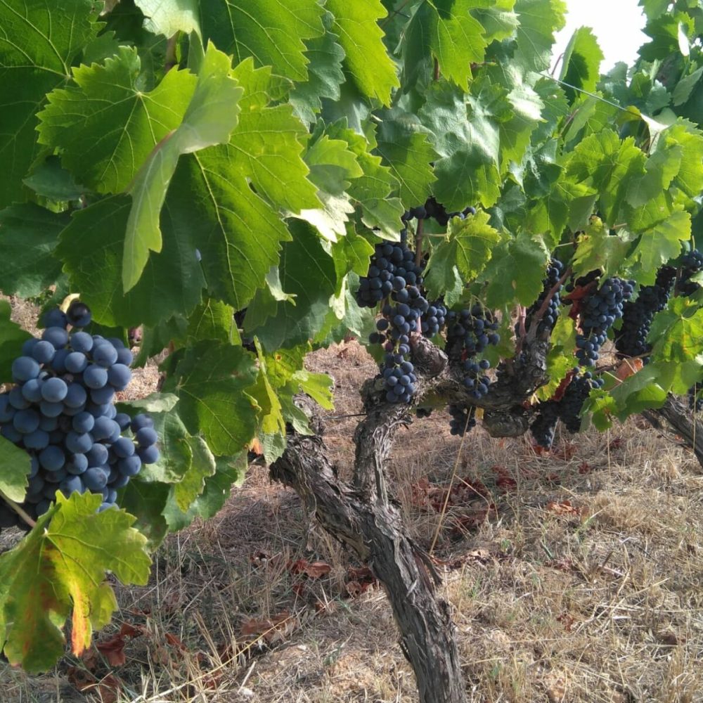 vinyes-6