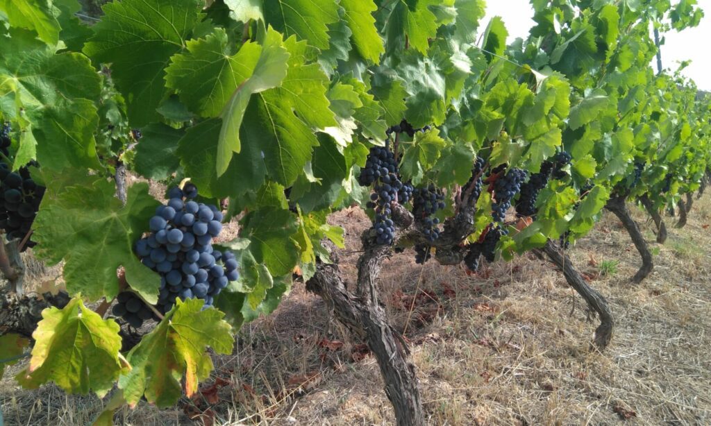 Vinyes de Priorat